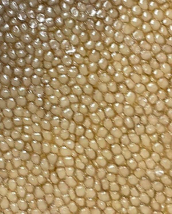 Finest Caviar Almas: Pre-order only