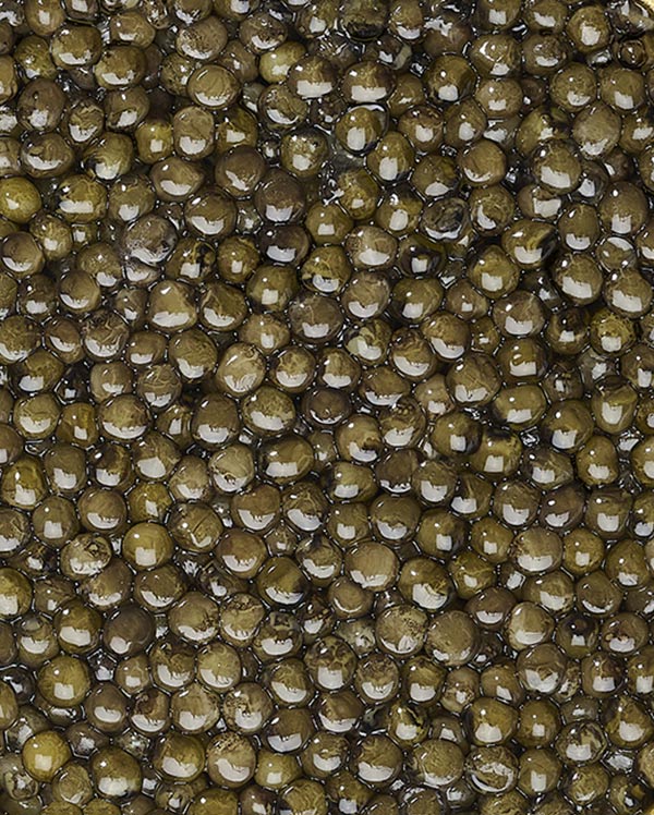 Caviar Osciètre Prunier Superior